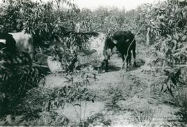 C156 (2)