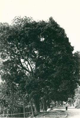 A185 (2)