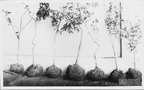 Open original Digital object