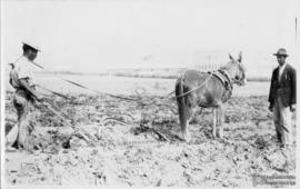 Funcionários Arando a terra