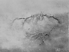 Raízes de planta desconhecida