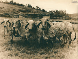 Bovinos 11