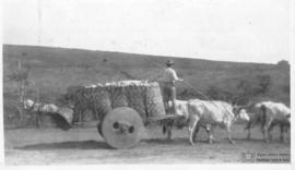 Transporte de milho nos terrenos da ESAV