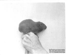 Preá trazido por Schmidt