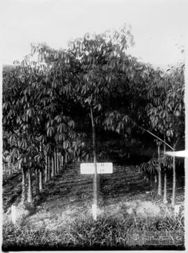 Mudas de paineiras