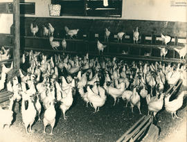 Aves 01