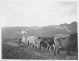 Clarissa Rolfs passeando com os trabalhadores, no carro de boi