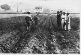 Trabalhador arando a terra