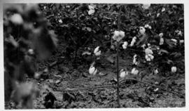 Plantação de algodão