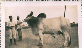 Bovinos 09