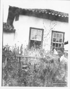 Bello Lisboa em meio a plantação