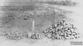 Colheita de batata doce