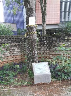 Árvore de 1974/II (04)