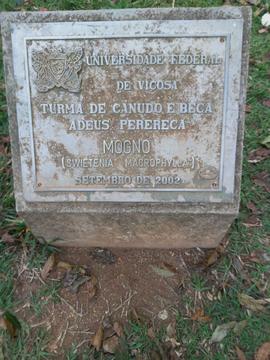 Árvore de 2002/I (01)