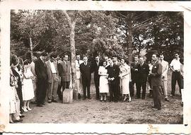 Árvore de 1950/II (02)